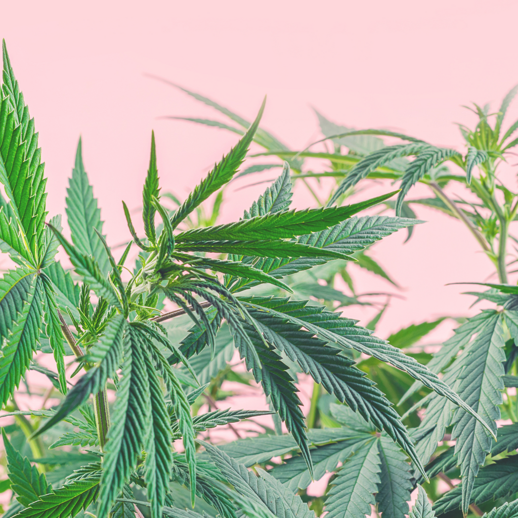 Hoe lang blijft CBD in je lichaam? NCY Essentials